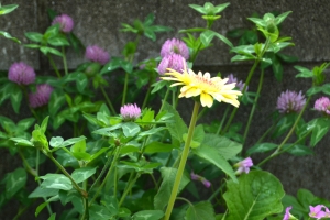 DSC_0084 - コピー.JPG